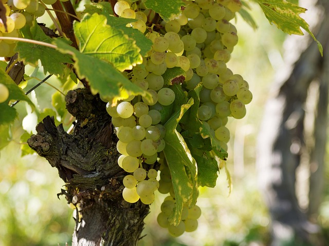 grapes