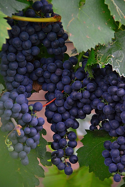 grapes