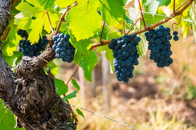 grapes
