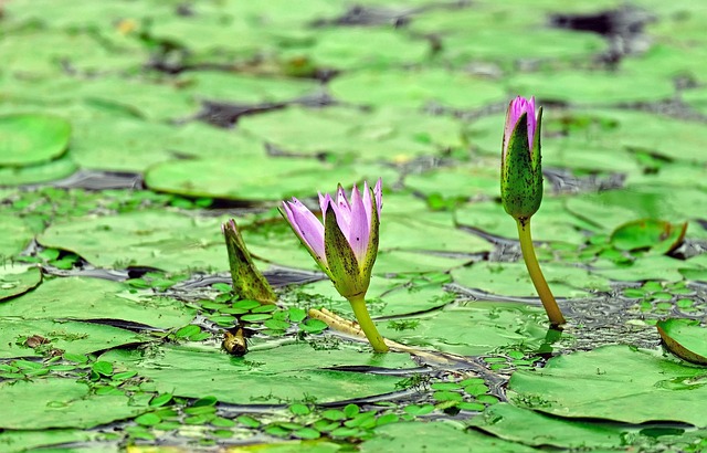 green-640x480-39091924.jpeg