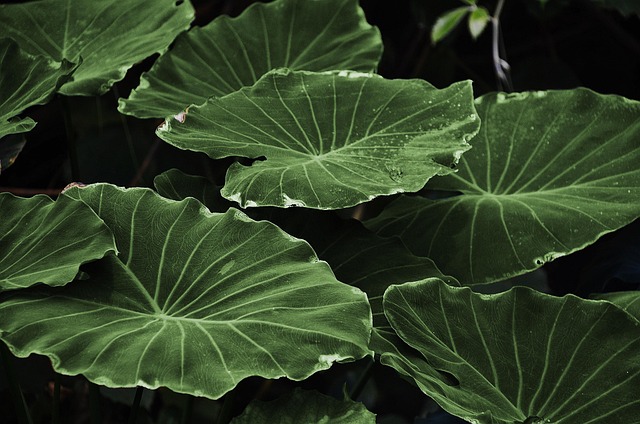 Greenery