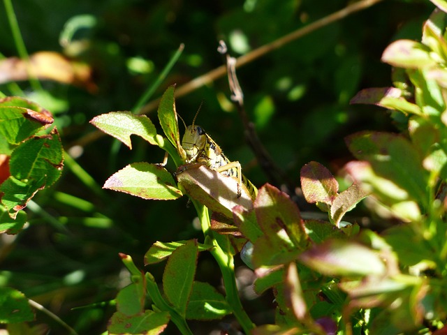 hidden