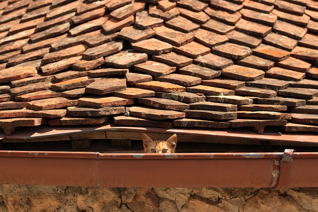 hidden-640x480-92387633.jpeg
