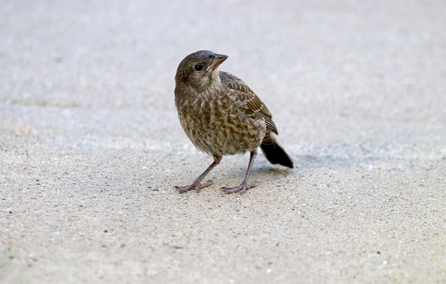juvenile