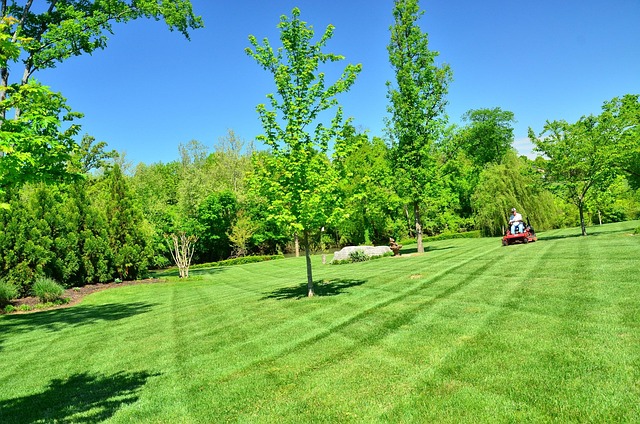 Transform Lawns with Expert Tree Trimming & Landscaping Pruning Services