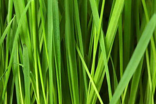 lawn-care-640x480-70598343.jpeg