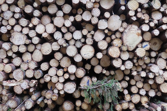 logging