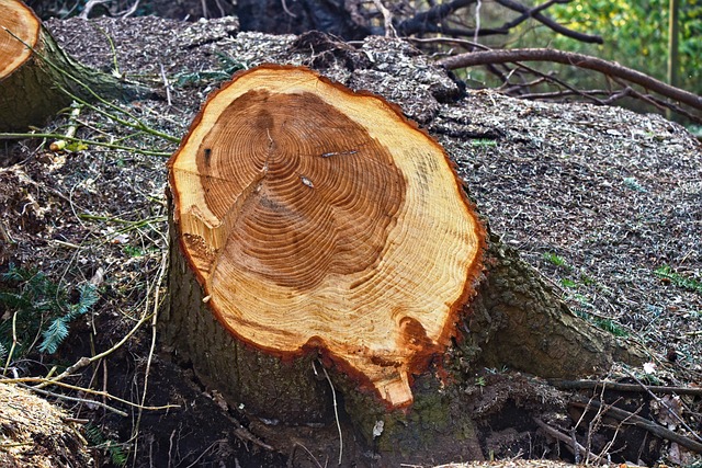 logging-640x480-68366918.jpeg