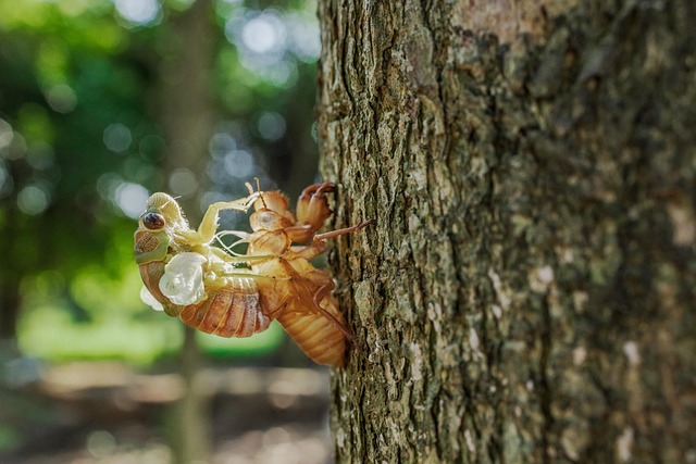 nature-640x480-18536433.jpeg
