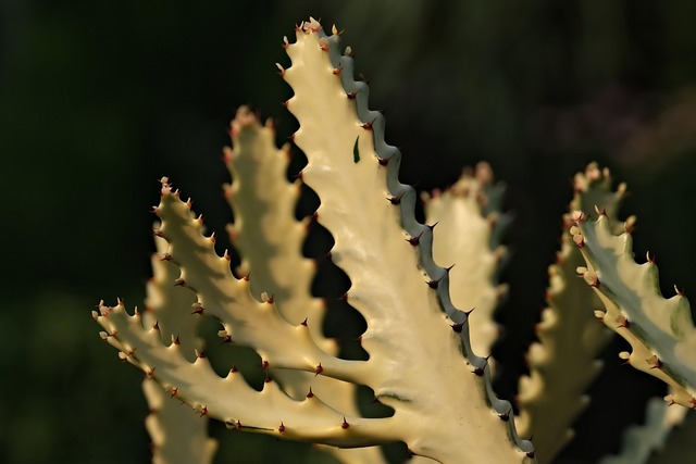 nature-640x480-24146555.jpeg