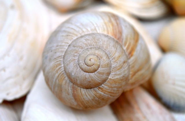 nature-640x480-31712134.jpeg