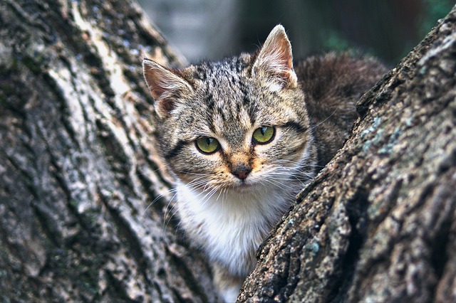 nature-640x480-64140065.jpeg