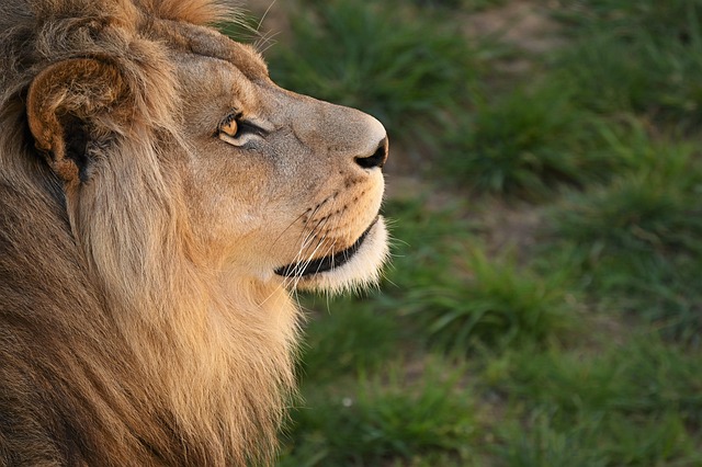 observation-640x480-49966878.jpeg
