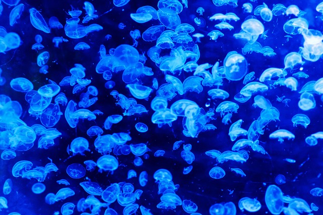 ocean