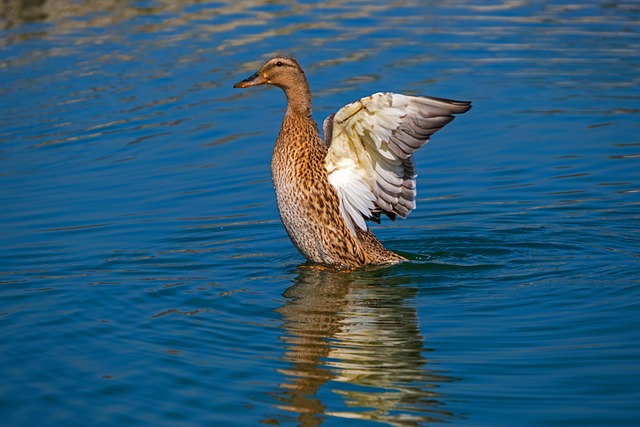 Oregon Ducks