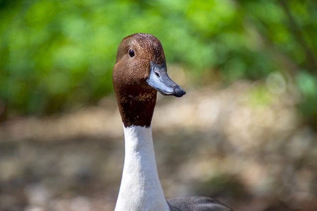 Oregon Ducks