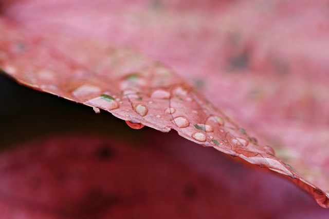 rainwater