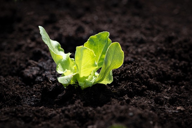 salad-640x480-29549245.jpeg