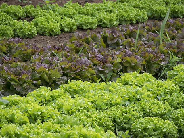 salad