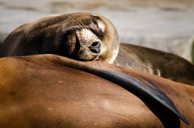 sea lions