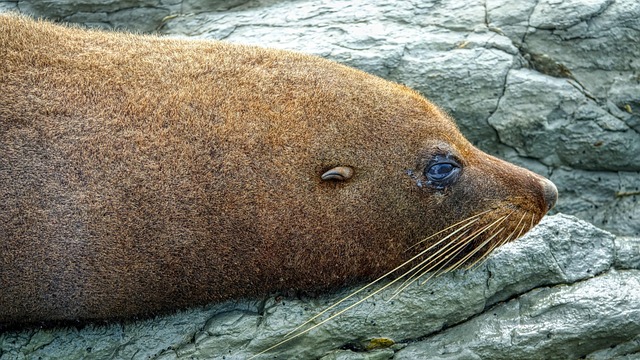 sea lions