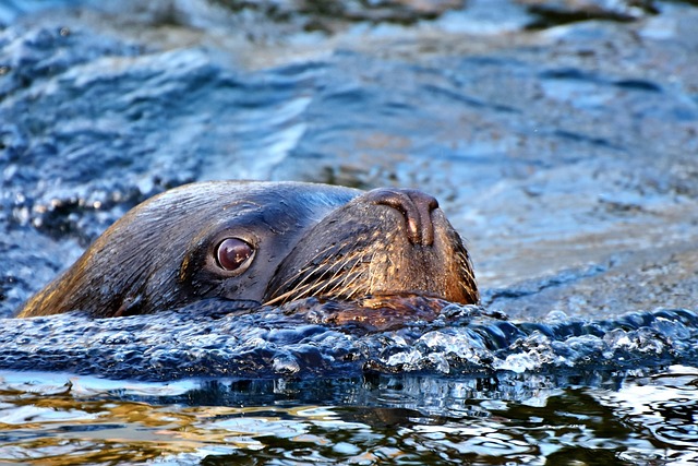 sea lions