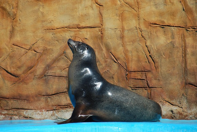 sea-lions-640x480-84458430.jpeg