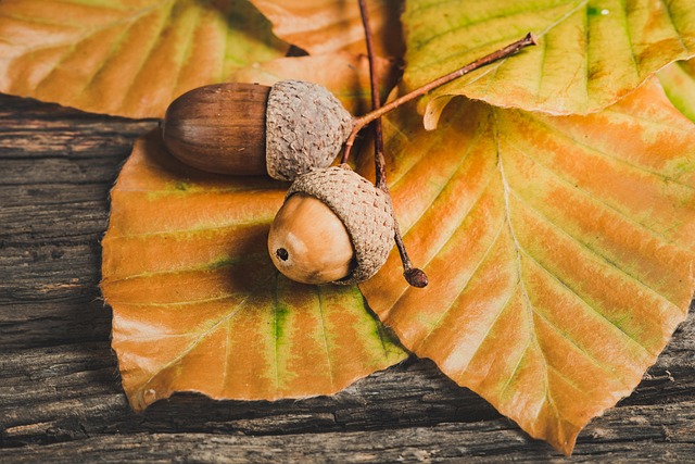 seasonal-640x480-52844558.jpeg