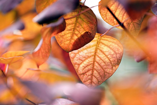 seasonal