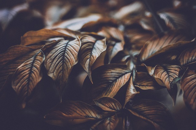 seasonal-640x480-84582168.jpeg