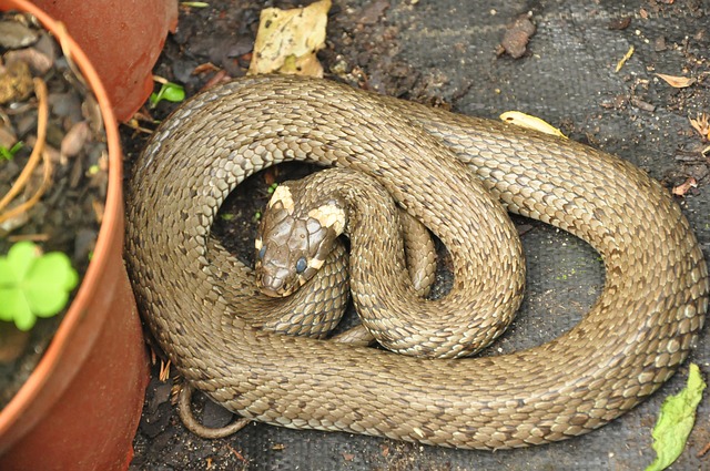 snake