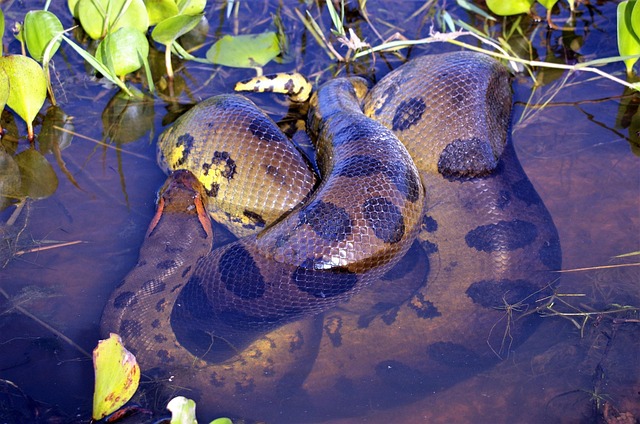 snake