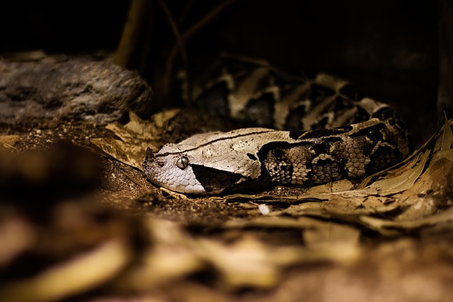 snake
