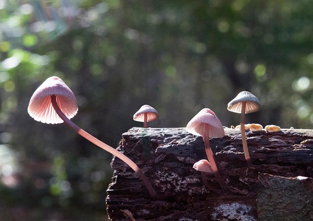 spores-640x480-95284979.jpeg