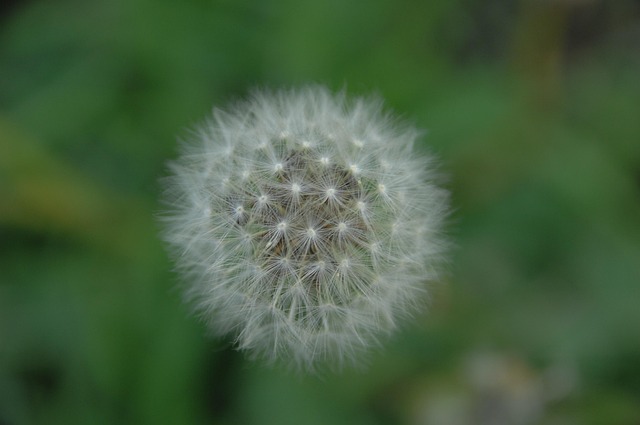spores-640x480-9890925.jpeg
