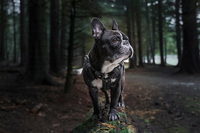 trail