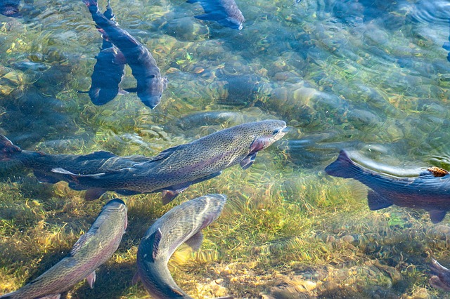 trout-640x480-17986981.jpeg