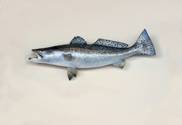 trout-640x480-23077636.jpeg