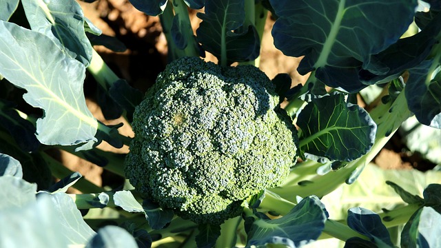 vegetables