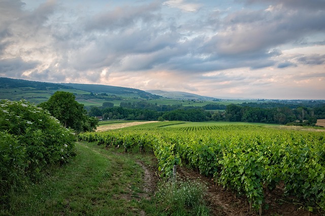 vineyard