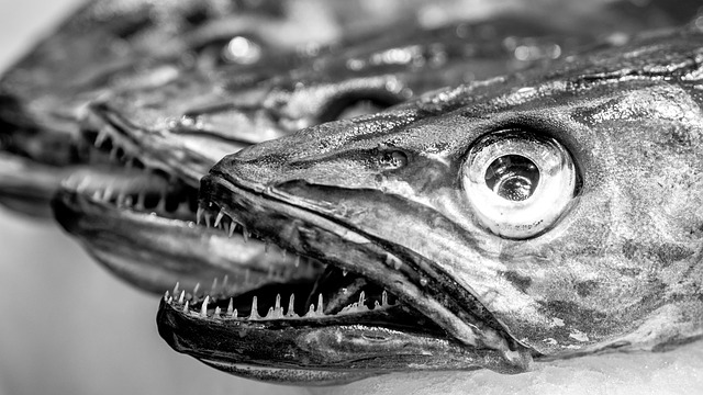 white-teeth-640x480-1877892.jpeg