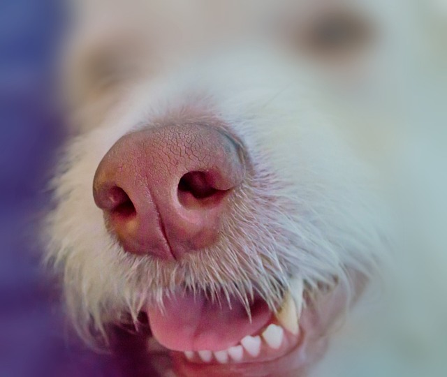 white teeth