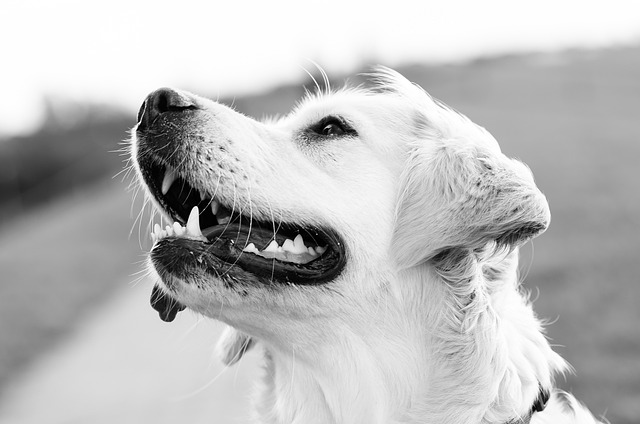 white teeth