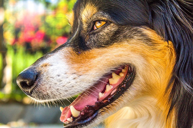 white-teeth-640x480-87633266.jpeg