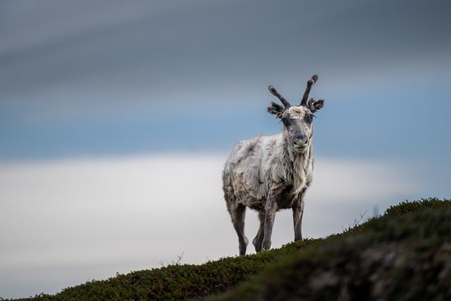 wildlife