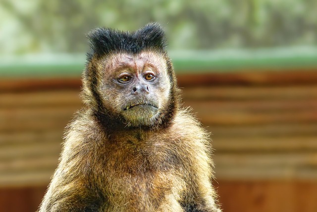 wildlife