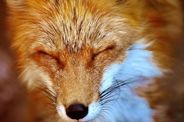 wildlife