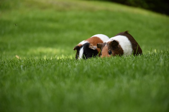 wildlife