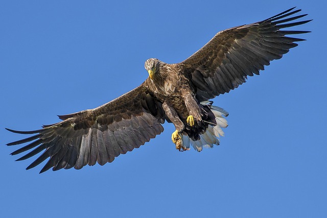 wildlife