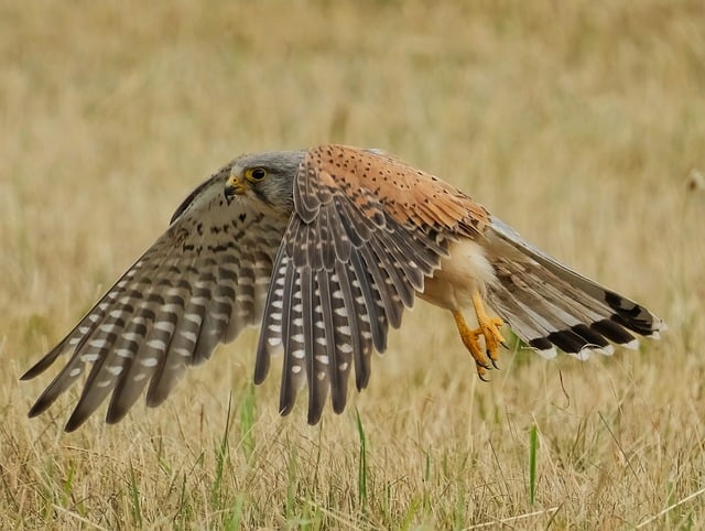 wildlife